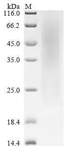 Latent-transforming growth factor beta-binding protein 4 (Ltbp4), partial, mouse, recombinant