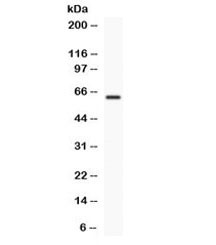 Anti-TCF7L1