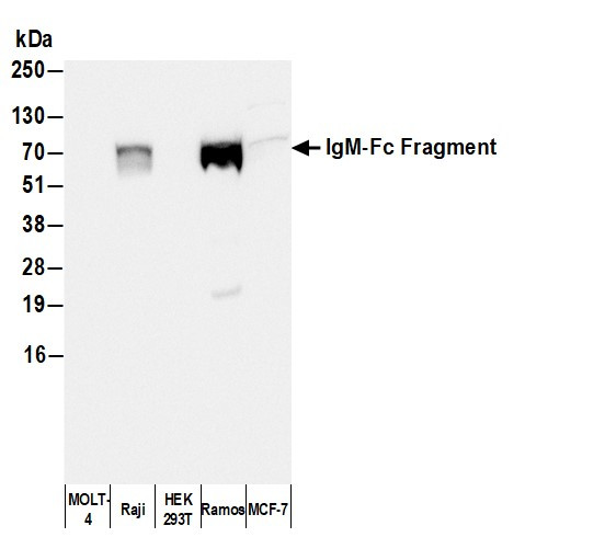 Anti-Human IgM, Biotin conjugated