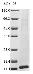 Phospholipase A-2-activating protein (Plaa), partial, mouse, recombinant