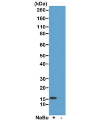 Anti-H2A.ZK4ac / Acetyl Histone H2A.Z Lysine 4, clone RM221 (recombinant antibody)