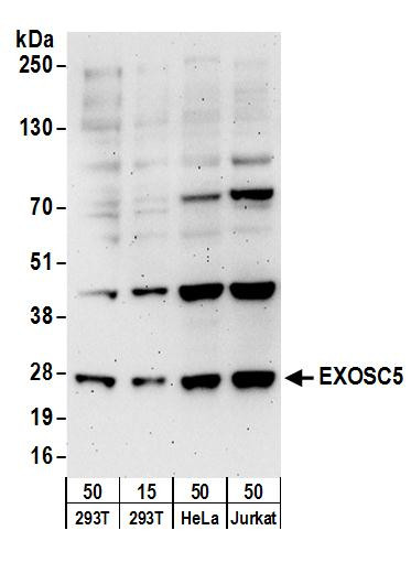 Anti-EXOSC5