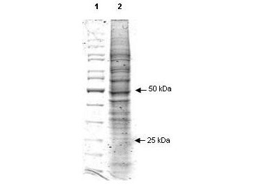 RAW 264.7 Whole Cell Lysate