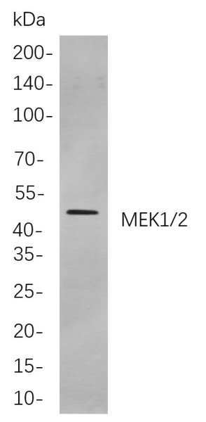 Anti-Recombinant MEK1/2, clone 9A7