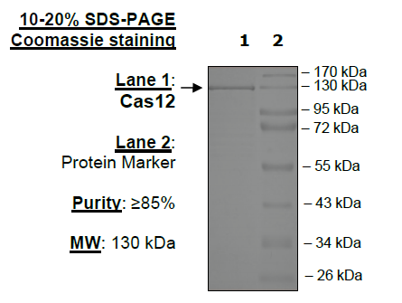 Cas12, His-tag (Lachnospiraceae)