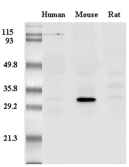 Anti-Adiponectin (mouse), clone MADI 1147