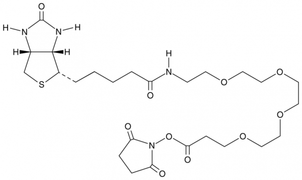 Biotin-PEG4-NHS