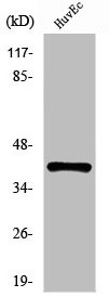 Anti-CLNS1A