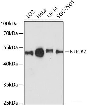 Anti-NUCB2