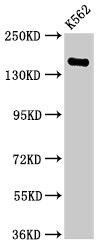 Anti-FGD6