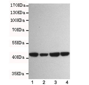 Anti-Beta Actin, clone 8F10-G10