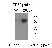 Anti-TP53 (R282W)