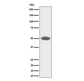 Anti-CEP43 / Centrosomal protein 43, clone 29F39