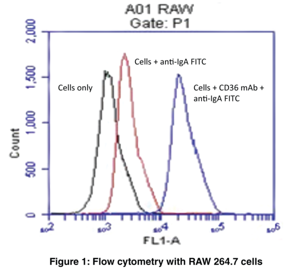 Anti-CD36 (Clone JC63.1)