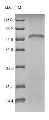 Nuclear respiratory factor 1 (Nrf1), mouse, recombinant
