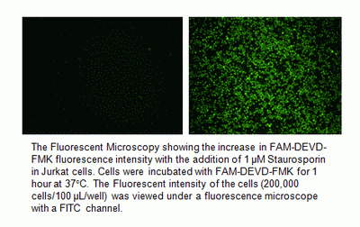 Cell Meter(TM) Live Cell Caspase 3/7 Binding Assay Kit *Green Fluorescence*