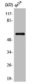 Anti-TRAF6