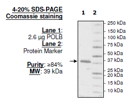 DNA Polymerase beta (POLB), His-tag