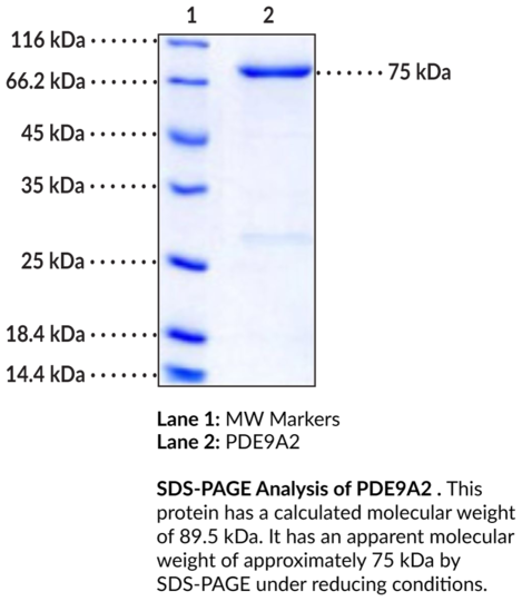 PDE9A2 (human, recombinant)