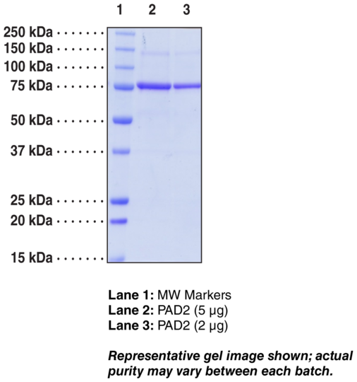 PAD2 (human, recombinant)