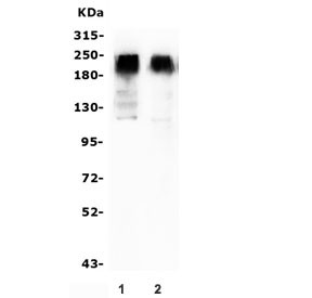 Anti-mGluR2 / Metabotropic Glutamate Receptor 2 / GRM2