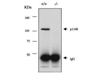 Anti-PI3-Kinase p110 delta (Phosphatidylinositol-PI-3-Kinase)