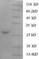 Protein S100-A11 (S100A11), human, recombinant