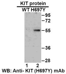 Anti-KIT (H697Y)