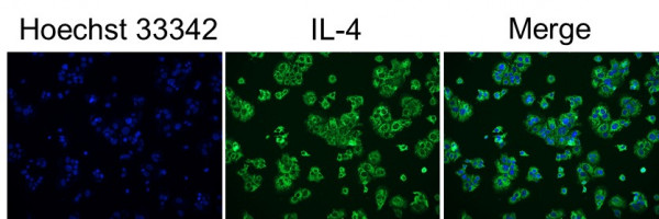 Anti-IL4, clone SQab18131