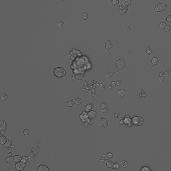 CLS-ACI-1 Cells