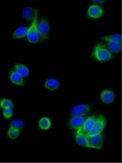 Anti-Mouse IgG (H+L) (FITC), pre-adsorbed [Goat]