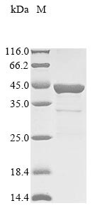 Beta-lactam-inducible penicillin-binding protein (pbp), partial, Staphylococcus aureus, recombinant