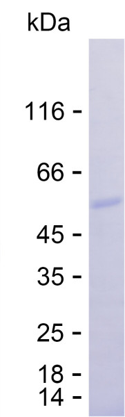 Recombinant Human TAT Protein