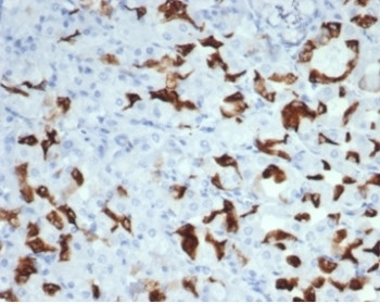 Anti-MUC6 / Gastric Mucin, clone MUC6/7069R