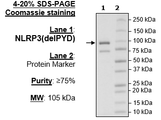 NALP3 (delPYD), FLAG-Tag