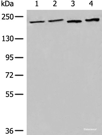 Anti-EEA1