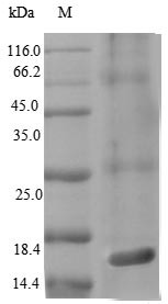 Protein PrgJ (prgJ), Salmonella typhimurium, recombinant