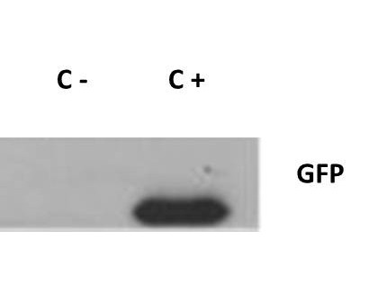 Isotyping Kit: Rapid Mouse Monoclonal Isotyping Kit IsoMax(TM)- 10 pack
