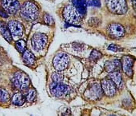 Anti-H Cadherin