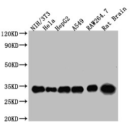 Anti-YWHAZ Monoclonal, clone 19G7E9