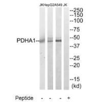 Anti-PDHA1