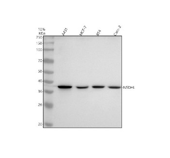 Anti-NSDHL / NADP-dependent steroid dehydrogenase-like protein, clone 30N66