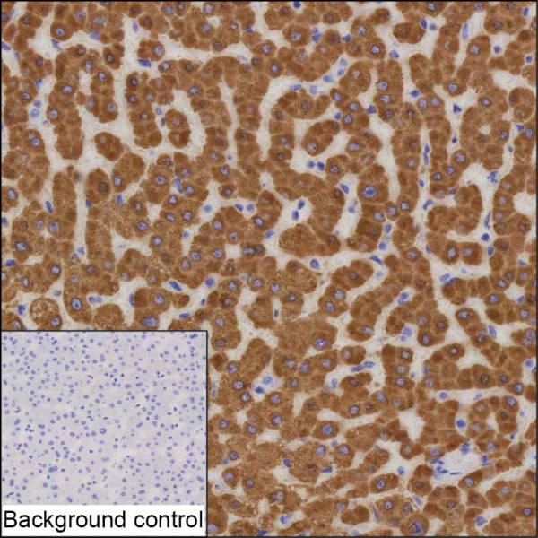 Anti-Liver Carboxylesterase 1
