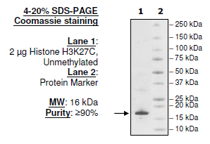 Histone H3 K27C, Full Length