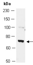 Anti-MDM4 (C)