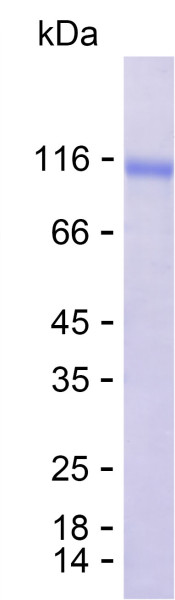 Recombinant Human LRP6 Protein