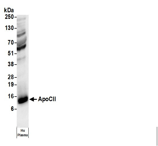 Anti-Human Apo CII [B08], Biotin conjugated