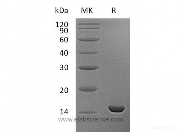 Retinoid-Binding Protein 7 Protein (recombinant human)