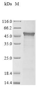 Major capsid protein VP1, WU polyomavirus, recombinant