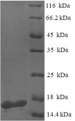 PA-I galactophilic lectin (lecA), Pseudomonas aeruginosa, recombinant